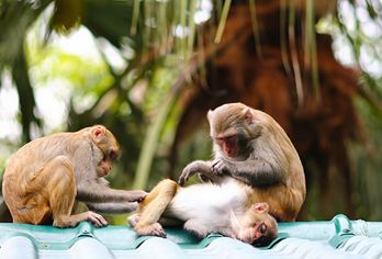 槟榔谷+猴岛公园一日游【亲子游含景区门票猴岛索道童趣无限】【含槟榔谷门票、猴岛门票索道、包含猴岛猴子演出，上午槟榔谷下午猴岛】