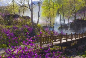 【本溪+老边沟山水间+赏花休闲+专车接送+纯玩之旅+一日游】【山花烂漫，色彩绚烂 杜鹃花海】