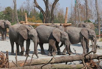 上海野生动物园一日游【嘉兴出发，五县两区含接送】【适合老年人，青年人，幼儿及亲子游】