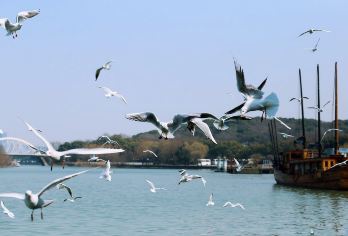 三国城+水浒城+太湖鼋头渚一日游【含游船登太湖仙岛】【专职导游讲解，带您畅游锡城，体验“三分看、七分听”的魅力！】