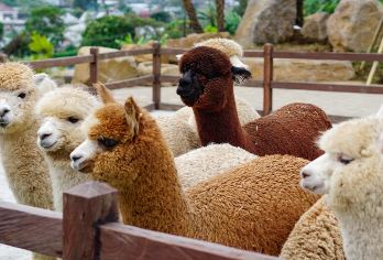 与羊驼亲密接触，欣赏瓦纳吉里隐秘山丘的秀丽风光——巴厘岛一日游【参观标志性的海神庙（Tanah Lot Temple），这是一座位于巴厘岛海岸线上的令人叹为观止的海神庙。 在瓦纳吉里隐山拍摄令人惊叹的照片，这里以风景秀丽的湖景和适合拍照的地点而闻名。 在巴厘岛农场小屋近距离接触可爱的羊驼，享受独特而有趣的体验。】