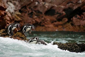 秘鲁 利马帕拉卡斯+瓦卡奇纳绿洲之旅（跟团旅行/一人可定）【中文客服在线服务】