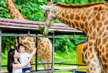 广州长隆欢乐世界+国际大马戏+欢乐玩圣夜场畅游一日游【探访500多种珍稀野生动物，国宝动物汇集。】