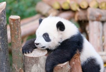 成都大熊猫繁育研究基地+乐山大佛一日游【15人中英导游讲解】【看中国大熊猫+打卡联合国教科文组织遗址-乐山大佛；双语中英文导游】