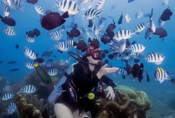 三亚亚龙湾【深潜含潜水证书可加/摩托艇/香蕉船/深潜照片】【[高性价比潜水]唯美海湾，水清鱼儿多，双潜点可选，包含超多海上娱乐项目，一价全包；】