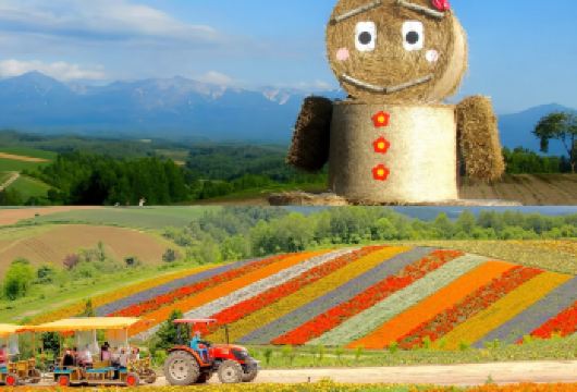 【日本北海道】富田农场&四季彩之丘&青池一日游【北海道人气景点富田农场和四季彩之丘一日观光。】