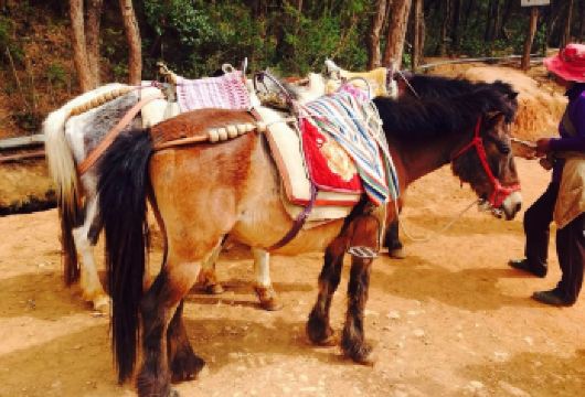 丽江拉市海湿地公园+茶马古道一日游【含骑马午餐小团可定当天】【[158元套餐]含骑马+午餐+湿地门票，不含划船；[197套餐]含骑马+午餐+湿地门票+湿地划船】