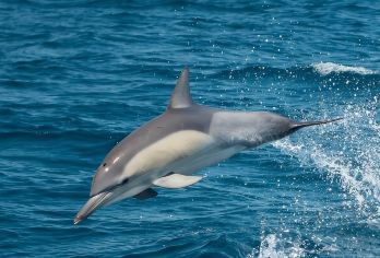 悉尼斯史蒂芬港+安娜湾观豚/滑沙一日游【中文团｜含门票】【[多团型拼团]想说走就走？四人 / 六人即可成团，天天出发！ 省心便捷的多团型拼团，轻松开启您的旅程】