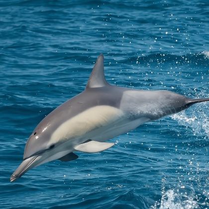 悉尼斯史蒂芬港+安娜湾观豚/滑沙一日游【中文团｜含门票】