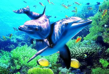 亚龙湾海底世界+猴岛公园一日游【2-8人团畅游海底猕猴童趣】【拥有中国迷人的海湾、沙滩，而附近海域拥有世界上软珊瑚族群热带鱼类；】