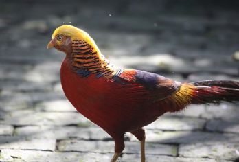 秦岭四宝科学公园+周至水街一日游【打卡烟火巷子和七仔相约】【打卡醉美水街，看关中淳朴，粗犷古建筑】