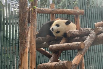 北京动物园+颐和园一日游【2-7人英文私家团专车专导服务】【颐和园、动物园双景区、专车服务，英文导游一对一服务、全程陪同讲解。】