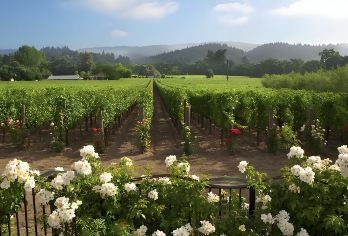 美国旧金山- 纳帕山谷Napa-可定制【中文专车-舒适纯净】【中文专车出行，景点灵活调整，打卡经典，游玩自己定义，无需等待，专属贴心服务，尽享惬意旅程】