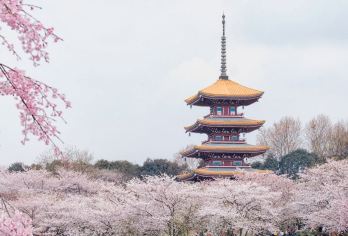 武汉：黄鹤楼~古琴台~湖北省博物馆~东湖 包车|导游|翻译Q【走过千年兴废，赏尽一路繁花！】
