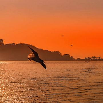 【樱花季•一山观两湖】无锡鼋头渚、太湖仙岛纯玩一日游
