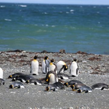 智利蓬塔阿雷纳斯出发 波韦尼尔火地岛国王企鹅一日游 13人团