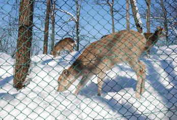 日本札幌往返美瑛青池富良野/可小樽登别北海道多日包车-精选【包车一日游，解锁旅行新方式！独立车辆配备经验丰富的老司机，为您量身打造专属行程。】