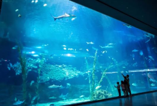 【济州岛定制包车】东线月汀里+济州水族馆+涉地可支一日游【济州岛9小时包车 中文司机+中文管家，全程VIP臻享服务，9小时足量时长，细节拉满，出行无忧超靠谱】
