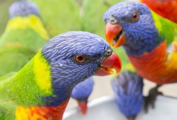 澳大利亚可伦宾动物保护区+拜伦湾一日游【精品小团/中文司导】【中文司导出行无忧！】