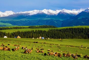 包车纯玩|新疆伊犁喀拉峻景区一日+上门接送+随订随走【[纯玩承诺]我们不进任何购物店，行程透明，无任何隐形消费，性价比更高更好的游玩体验。】