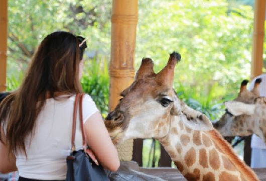 【特惠】大城狮子王动物园一日游|可选长颈鹿合影|水豚|遛老虎【大城府遗址一日游，带你探访泰王朝大城时期的辉煌历史，参观极具特色的泰国寺庙】