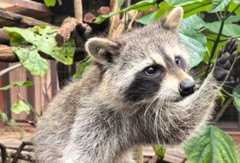 【2-8人纯玩拼小团+含往返电瓶车】普洱太阳河森林公园一日游【[懒人友好]2-8人纯玩拼小团上门接送，预留游玩时间充裕，一次体验生物多样性】