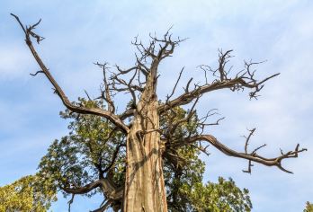 泰山风景区一日游【金牌导游讲解+往返景交车&赠泰山祈福】【精致小团，拒绝大散拼，减少无效等待！泰山往返景交车，行程轻松休闲！纯纯玩，不忽悠！如有进店双倍赔付！】