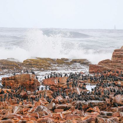 南非 | 开普敦一日游【包车10小时】