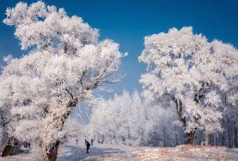 吉林市雾凇岛一日游【满族民居 吉林出发舒适大巴专业导游带团】【看“自然奇观”，拍照打卡，嗨翻盆友圈】