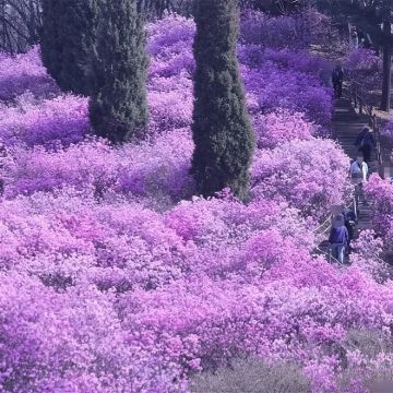 韩国富川市光明洞窟一日游【富川杜鹃花樱花节拼车游】