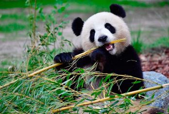 熊猫基地+三星堆一日游2-8人小团+独立用车+三环内上门接送【[纯玩服务引领者]品质纯玩、不去购物店丨只把时间留给游玩景点丨拒绝车销，拒绝上车收费.】