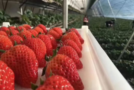 沈阳杨城寨+辽宁省博物馆一日游【采摘+送二斤草莓+蘑菇基地】【[贴心赠送]赠送二斤草莓，自己亲手采摘，足斤足两，吃的安心放心。】