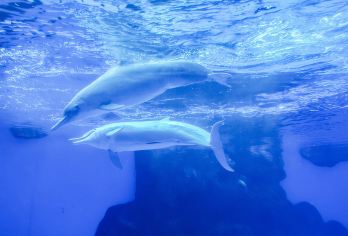 广东珠海长隆海洋王国一日游【去程上门接直通车+海洋王国门票】【[含接送]珠海市区上门接，超省心，直通车方便快捷！】