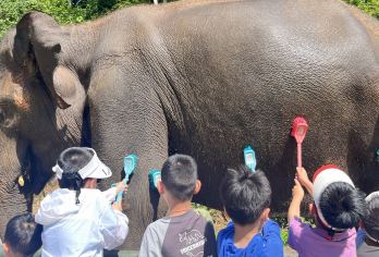 西双版纳野象谷+曼掌村一日游【接送门票+可选牧象、大象洗澡】【尊享独立团，上门接送，出发时间自由支配，无购物无隐形消费】