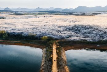 春日限定：贵州贵阳+黄腊乡万亩樱花包车定制一日游EA【车接车送，专业地接团队。全天包车8小时，景点可调整，时间自由。】