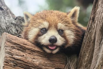 普洱太阳河森林公园+小凹子咖啡庄园一日游【西双版纳往返接送】【[品质保障]尊享独立团，懒人玩法，睡醒出发，精致服务，拒绝拥挤嘈杂，私享自在舒适空间；】