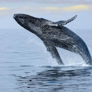 美国夏威夷丨威基基2小时观鲸之旅可选双体船/三体船