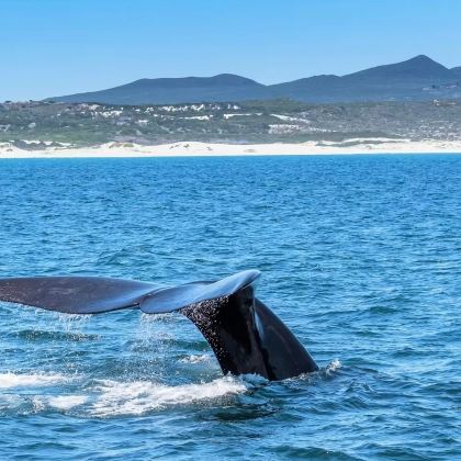 南非开普敦赫曼努斯游船观鲸+德胡普自然保护区自然风光一日游
