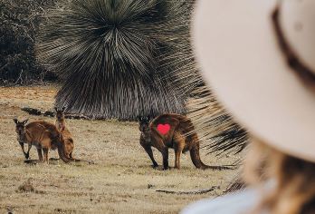 澳大利亚阿德莱德+袋鼠岛一日游【可选中文小团/含来回轮渡】【[当地拼团]中/英文向导】