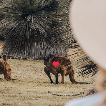 澳大利亚阿德莱德+袋鼠岛一日游【可选中文小团/含来回轮渡】