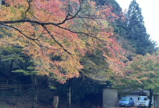 日本京都-琉璃光院-三千院-贵船神社-红叶满天 京都巡礼。【专业行程定制，精选热门景点，高效游玩不走回头路，贴心服务保障，轻松】