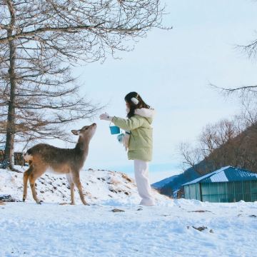阿尔山火车站+白狼峰+鹿园+森林牧场一日游【亲爱的客栈】