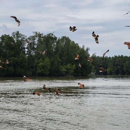 槟城出发太平十八丁生态渔村一日游