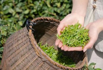 杭州龙坞茶村+梅家坞村+龙井茶田一日游【[龙坞]、[梅家坞]、[龙井]采茶|亲子体验、家庭聚会、朋友情侣均可】