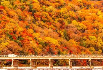 【大阪】神户动物王国+ 南京町+美利坚公园+掬星台夜景一日游【参观金阁寺的金色禅寺，探索其完美的日式庭园】