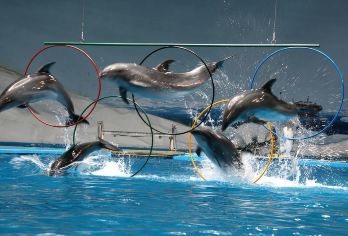 青岛海底世界一日游【8人小拼团可选金沙滩/五四广场/游艇出海【打卡青岛地标，舒心游玩，毫无压力】