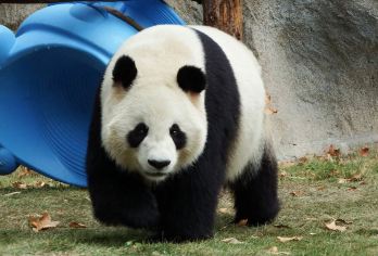 厦门黄金海岸环岛路+集美学村+灵玲马戏城一日游【上门接送】【[史诗巨制]灵玲国际马戏十年史诗巨制-万国马戏精英演绎不朽传奇，群英荟萃五洲十国精华演出，超乎想象~】