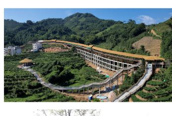 梧州六堡茶源博园与六堡小镇/景点定制/中英导游/包车@【“茶船古道”情景再现可体验非遗制茶技艺、茶园观光和茶主题歌舞表演】