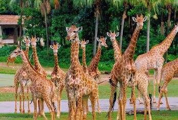 广州长隆欢乐世界+国际大马戏+欢乐玩圣夜场畅游一日游【探访500多种珍稀野生动物，国宝动物汇集。】