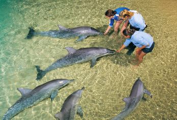 布里斯班莫顿岛一日游【海豚岛丨项目5选1丨可选观海豚喂海豚】【1. 周杰伦&昆凌蜜月旅行地，40多种活动超适合全家出游】